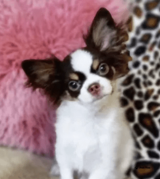 Изображение питомца