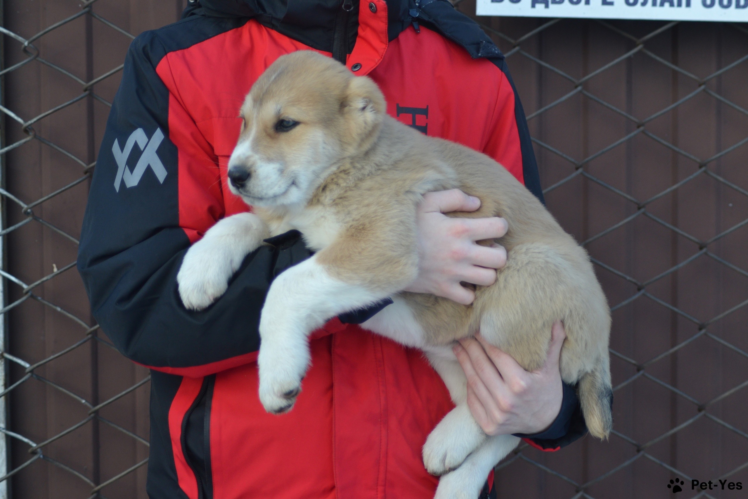 Щенок Среднеазиатская овчарка 6 месяцев, 1 день купить Курск | Pet-Yes