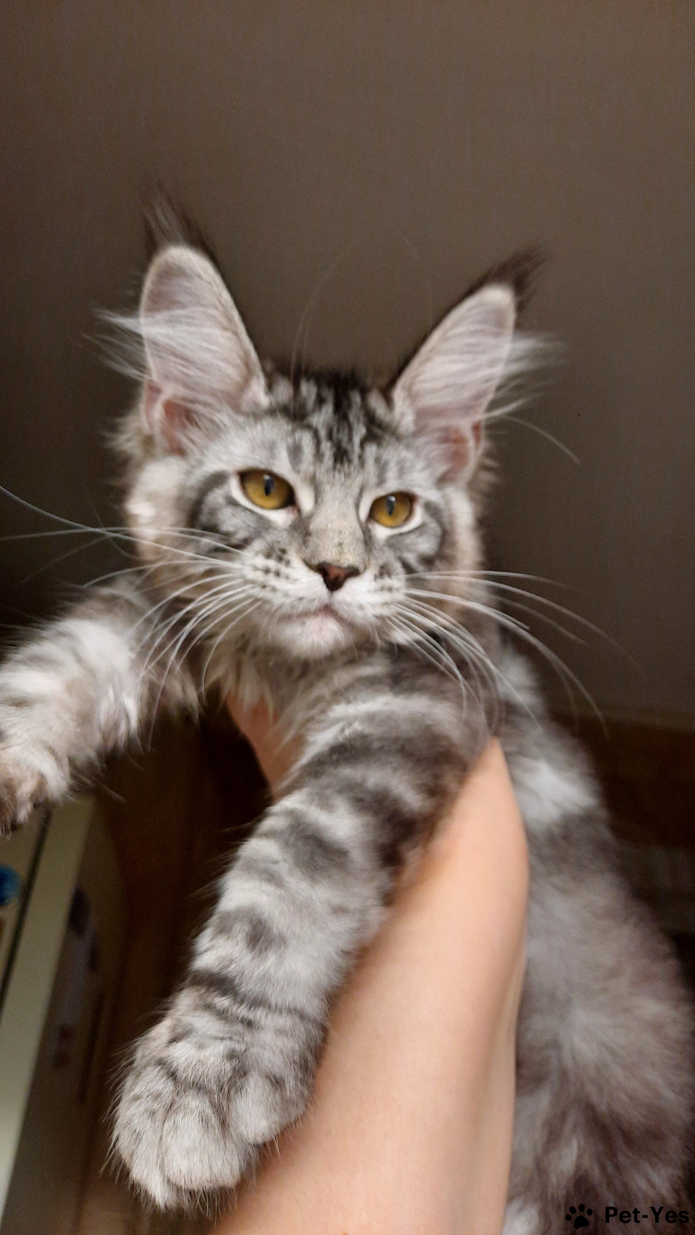 Котята мэйкун фото 1 месяц
