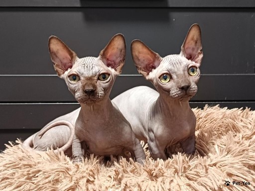 Купить кошку – 1785 объявлений о продаже котят | Цены и каталог | Pet-Yes