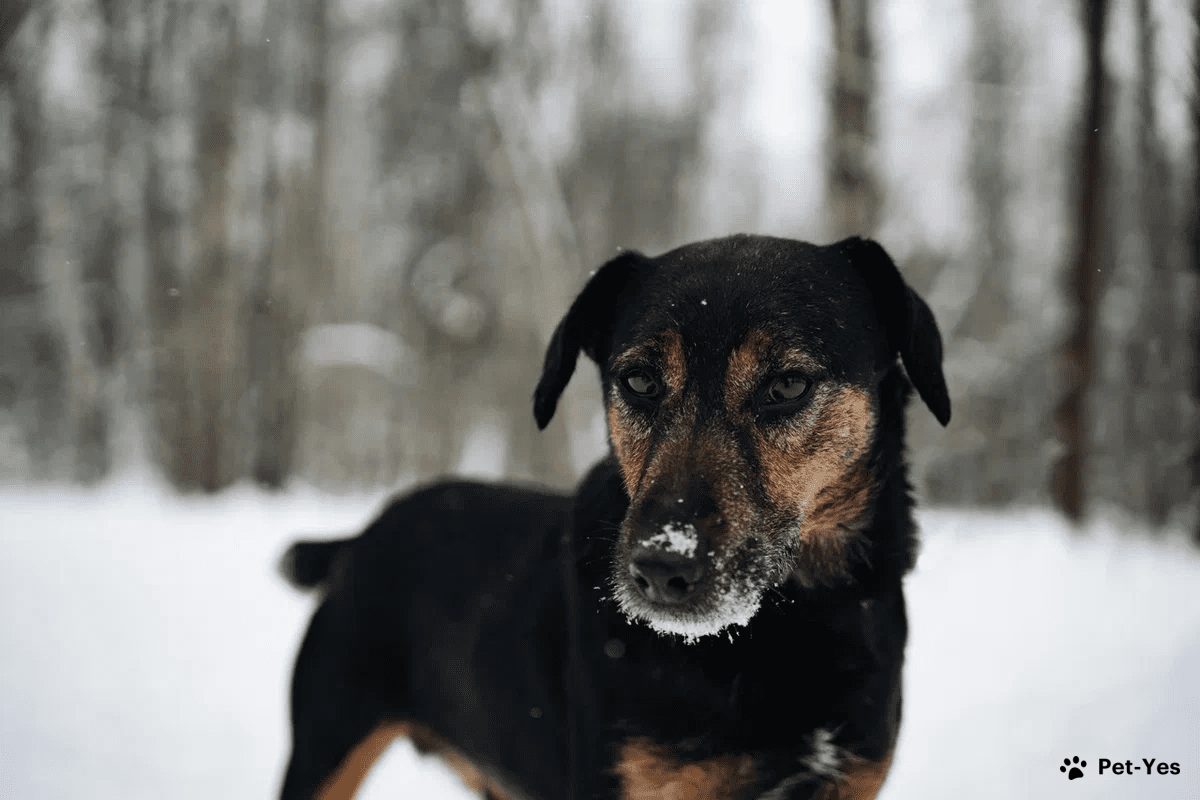 Щенок Ягдтерьер 5 лет, 1 месяц купить Москва | Pet-Yes