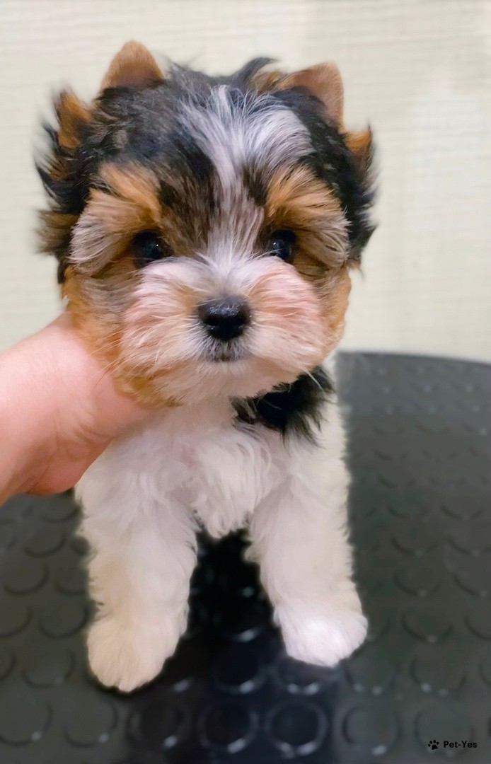 йоркширский терьер мини мальчик. йорки мальчик и девочка. щенки йоркширского терьера стандарт. классификация йоркширскоготерьера. йорк мальчик или девочка.