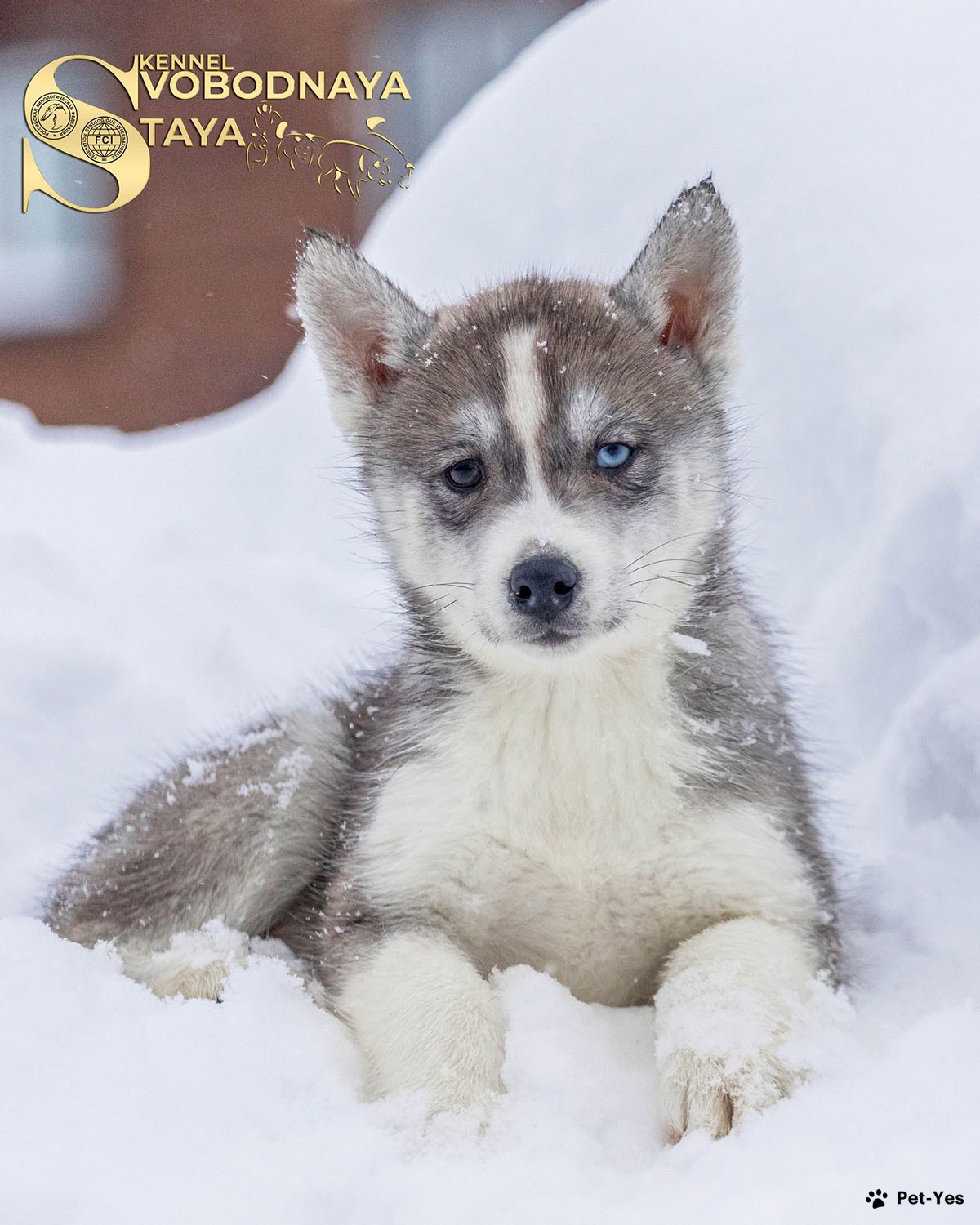 Щенок Сибирский хаски 8 месяцев, 2 дня купить Москва | Pet-Yes