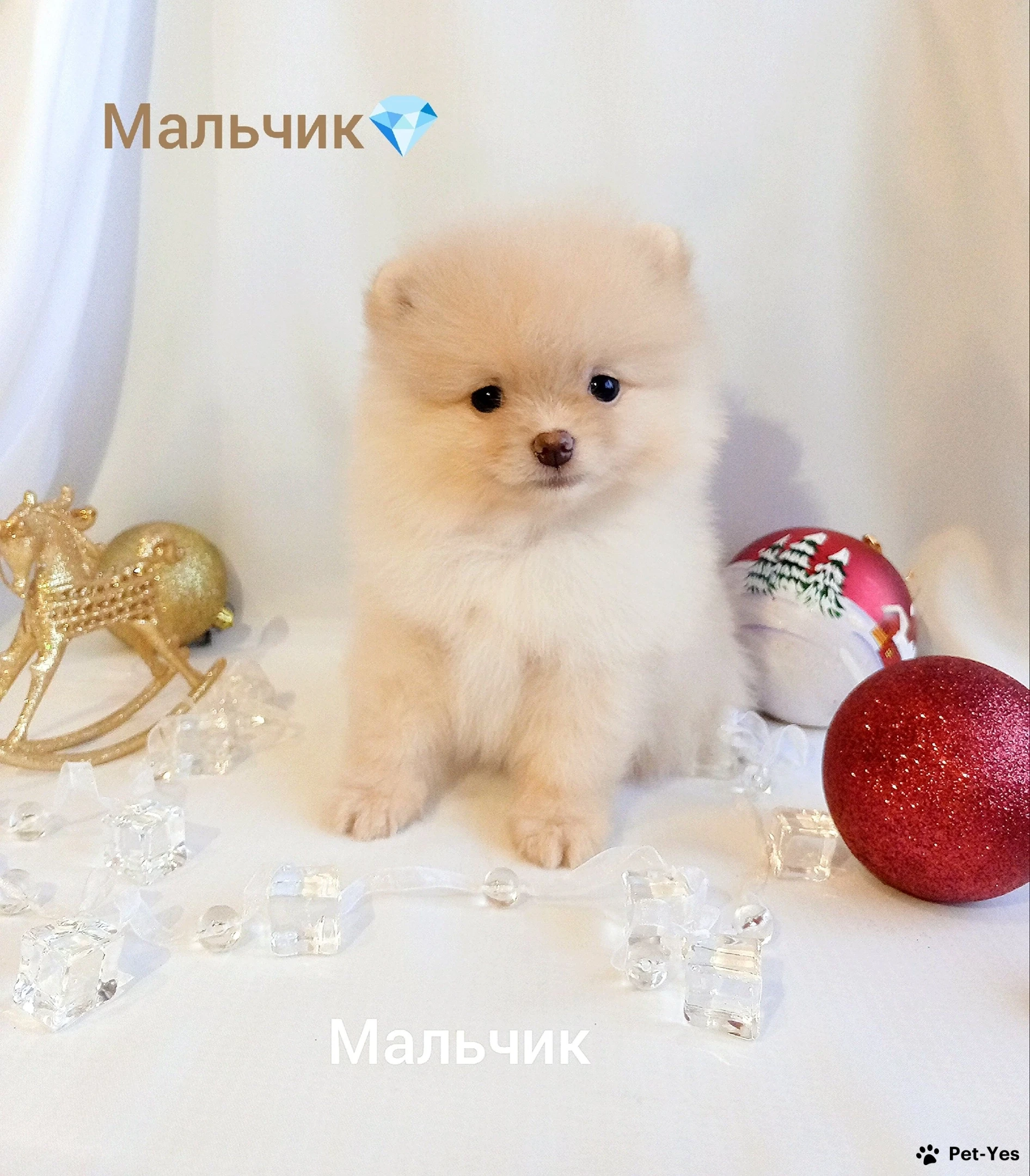 Щенок Немецкий шпиц померанский 7 месяцев, 27 дней купить Пермь | Pet-Yes