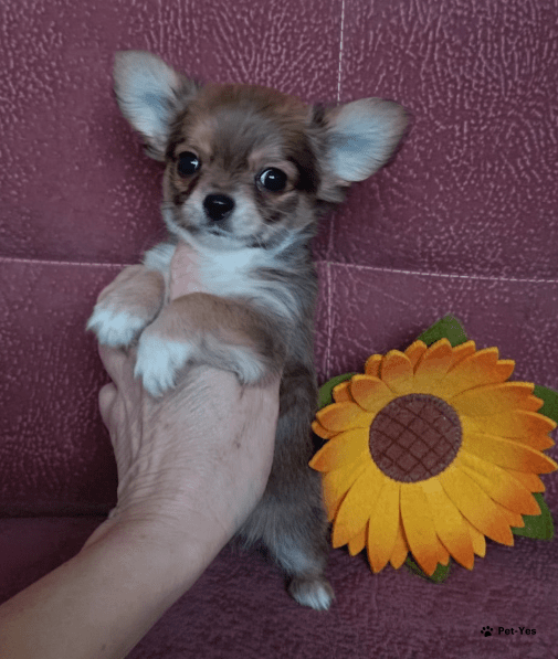 чихуахуа мини 4 месяца. щенки длинношерстной чихуахуа 3 месяца. чихуа в 4 месяца. длинношёрстная чихуахуа в 3 месяца. щенок чихуа 4 месяца.