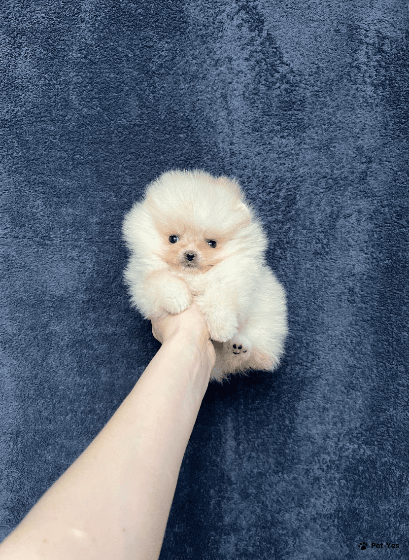 Натуралка собаки с творогом. Рацион кормления 2,5 месяца щенка. Как щенку давать творог. Рацион питания щенка 3 месяца. Можно творог щенку 2 месяца.