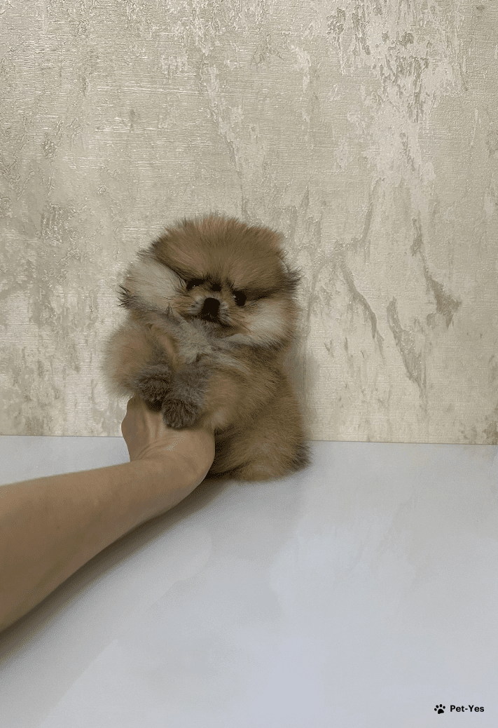 померанский шпиц какой вес. малый немецкий шпиц стандарт вес и рост. таблица веса щенков померанского шпица. померанский шпиц какой вес. размер померанского шпица в 1,5 месяца.