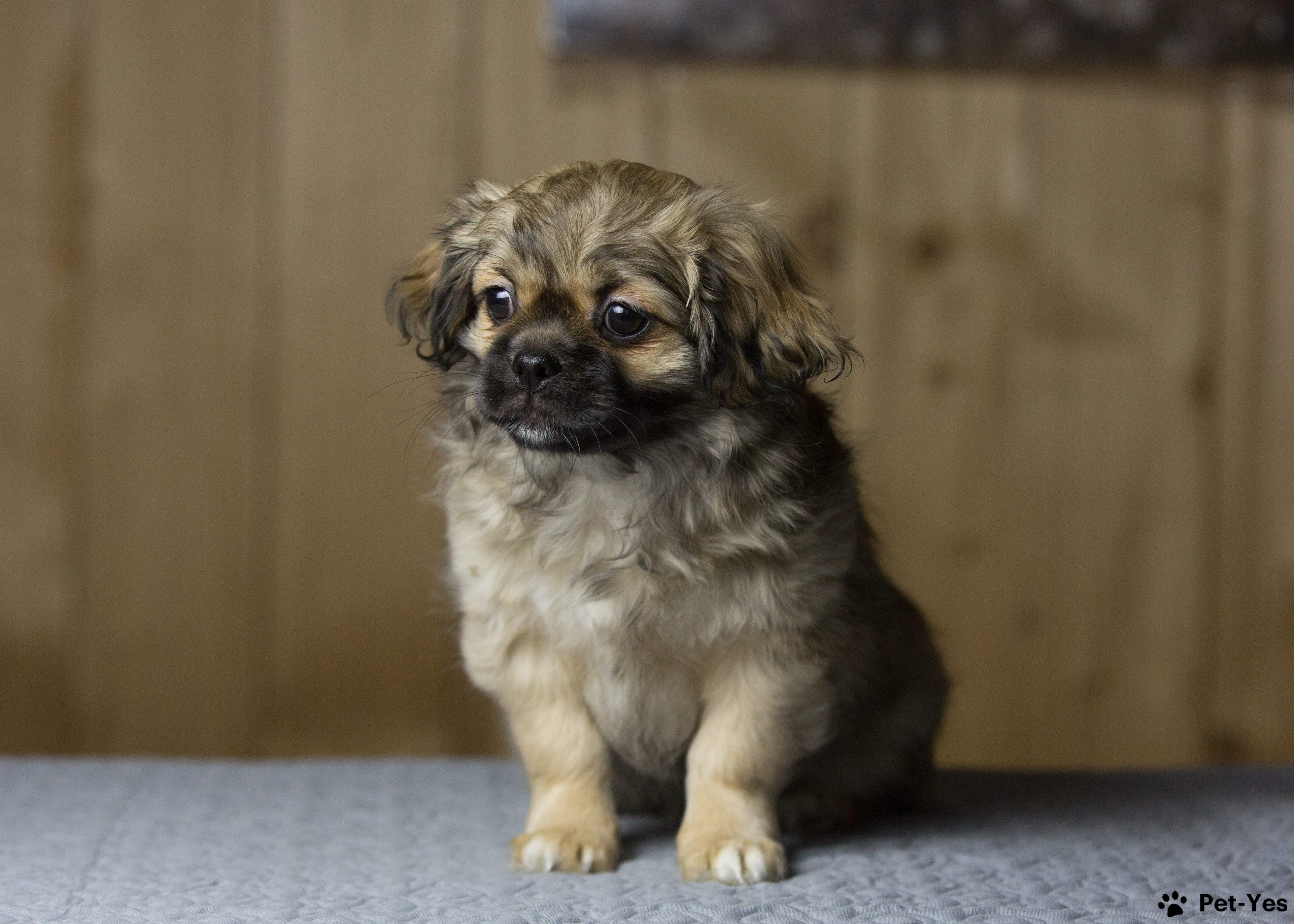 Щенок Тибетский спаниель 8 месяцев, 14 дней купить Рыбинск | Pet-Yes