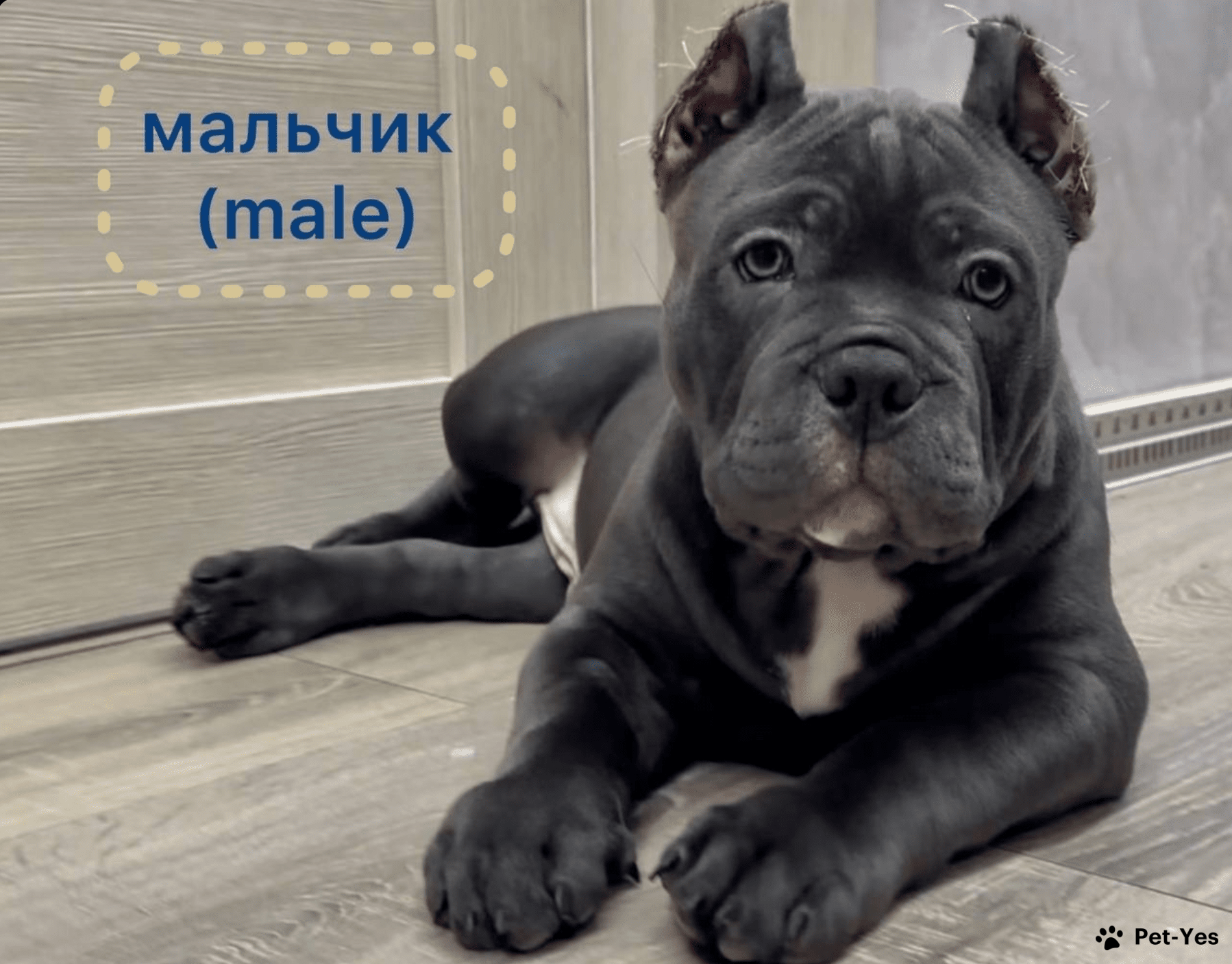 Щенок Американский булли 7 месяцев, 16 дней купить Курск | Pet-Yes