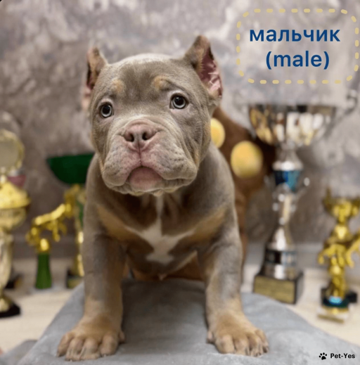 Изображение питомца