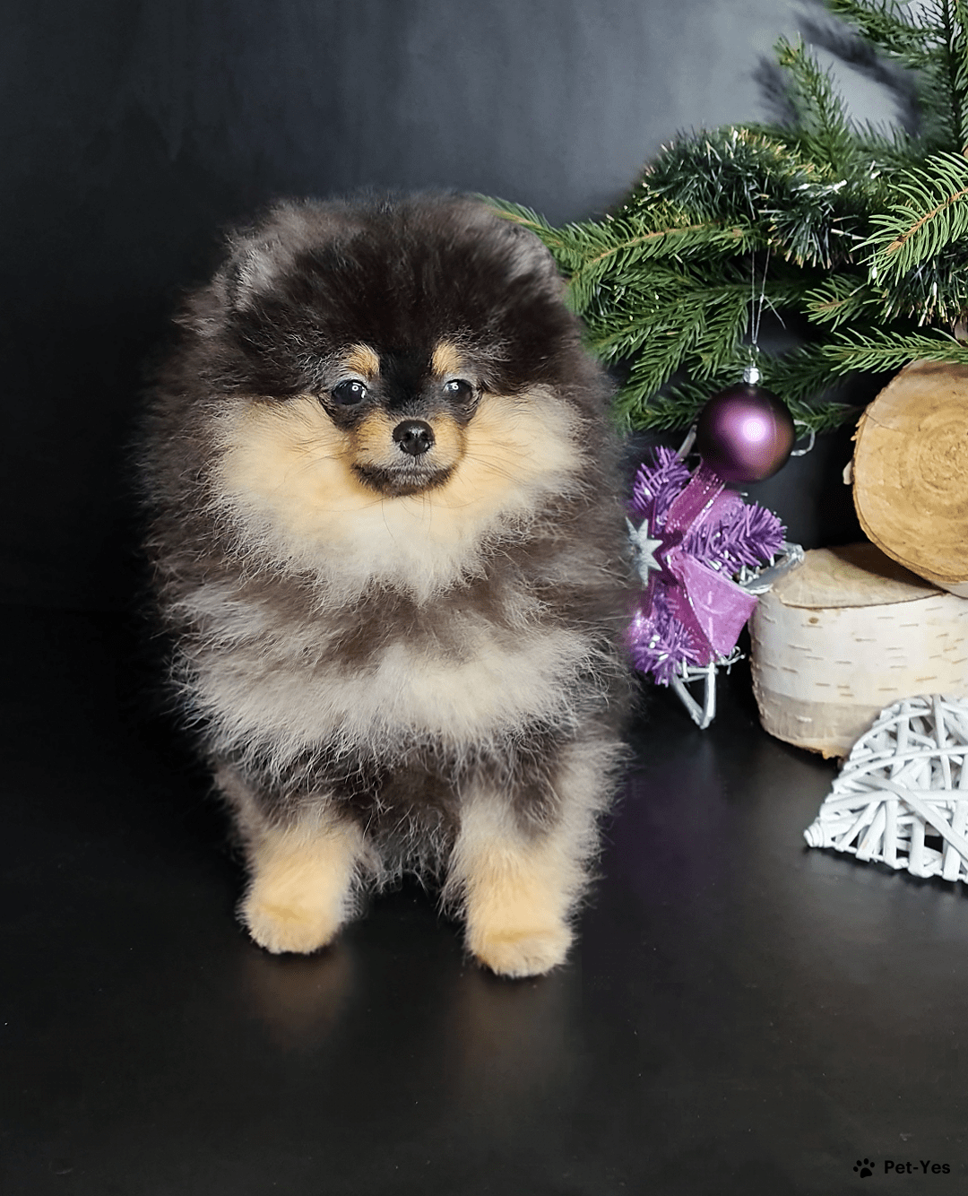 Королевский шпиц