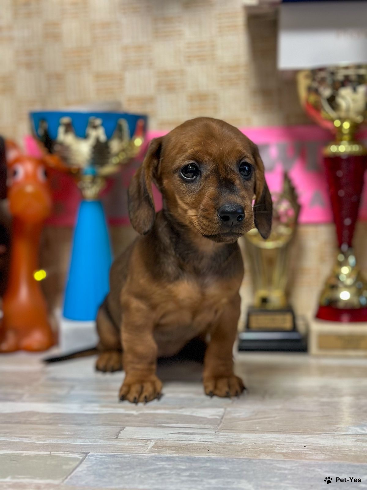 Щенок Такса гладкошерстная стандартная 7 месяцев, 5 дней купить Москва |  Pet-Yes