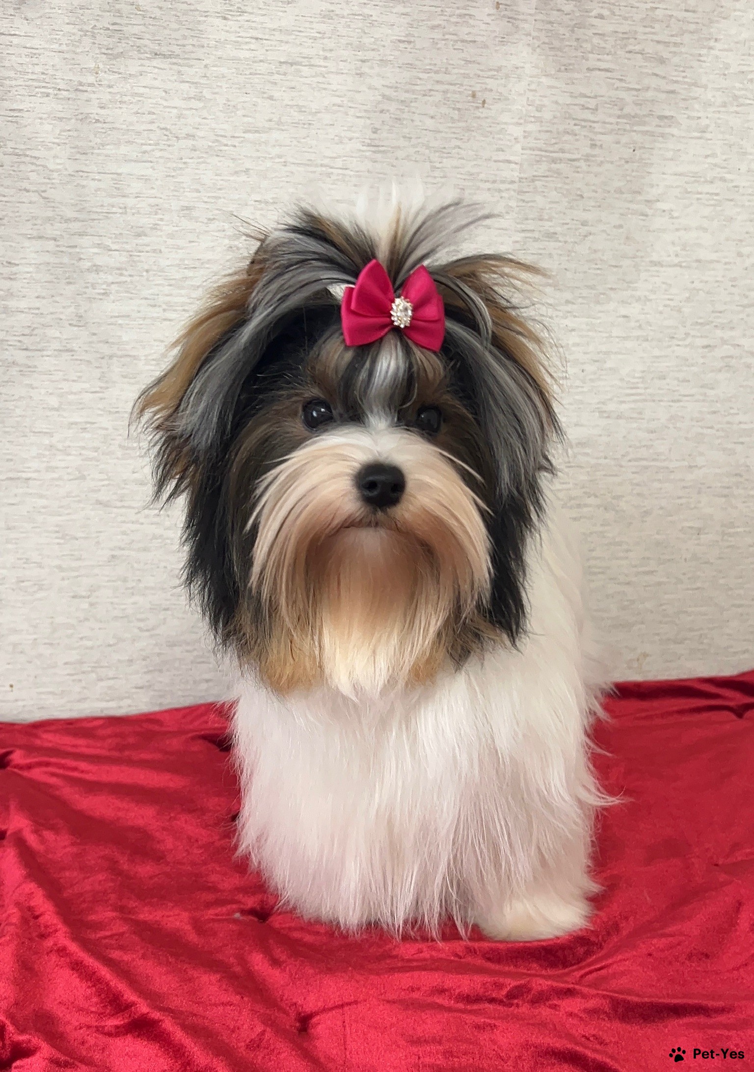 Купить Щенка Бивер В Москве Недорого