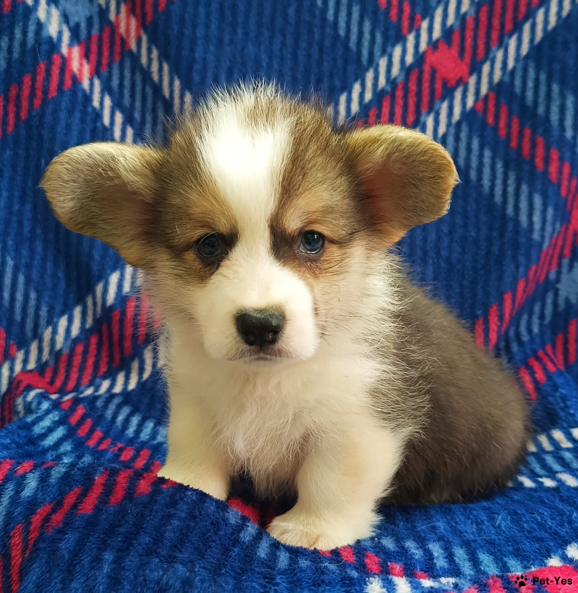 Щенок корги 3 месяца