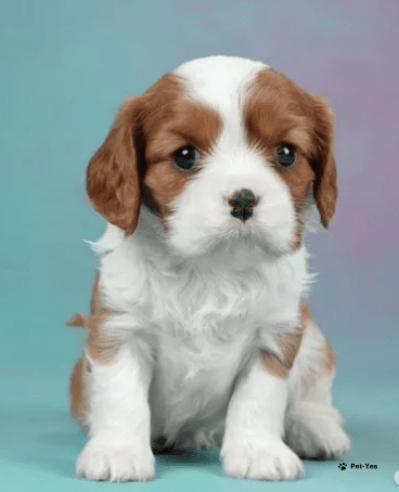 Изображение питомца