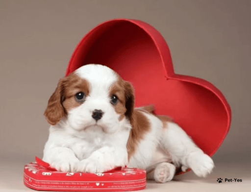 Изображение питомца