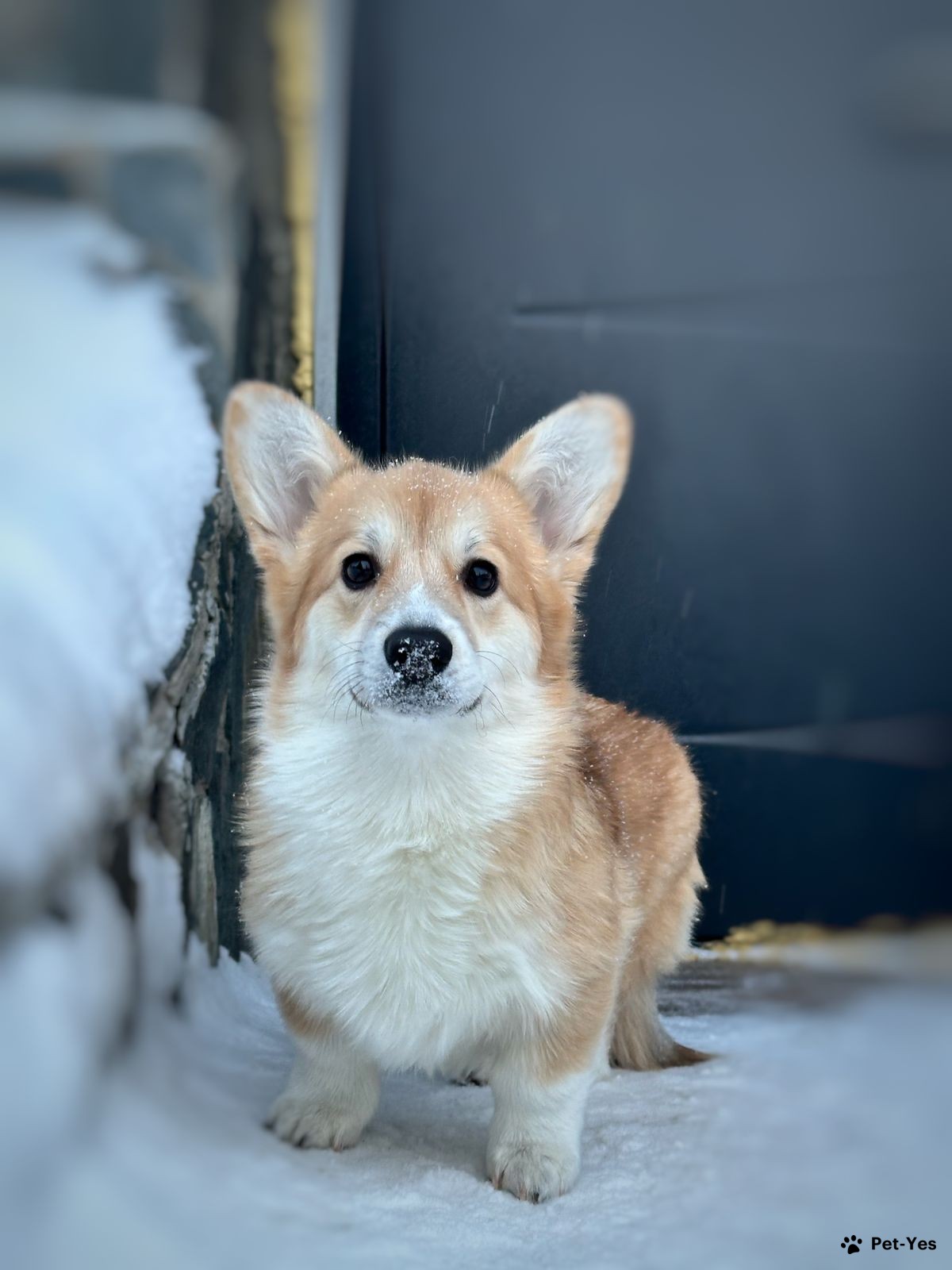 Щенок Вельш-корги-пемброк 9 месяцев, 30 дней купить Омск | Pet-Yes