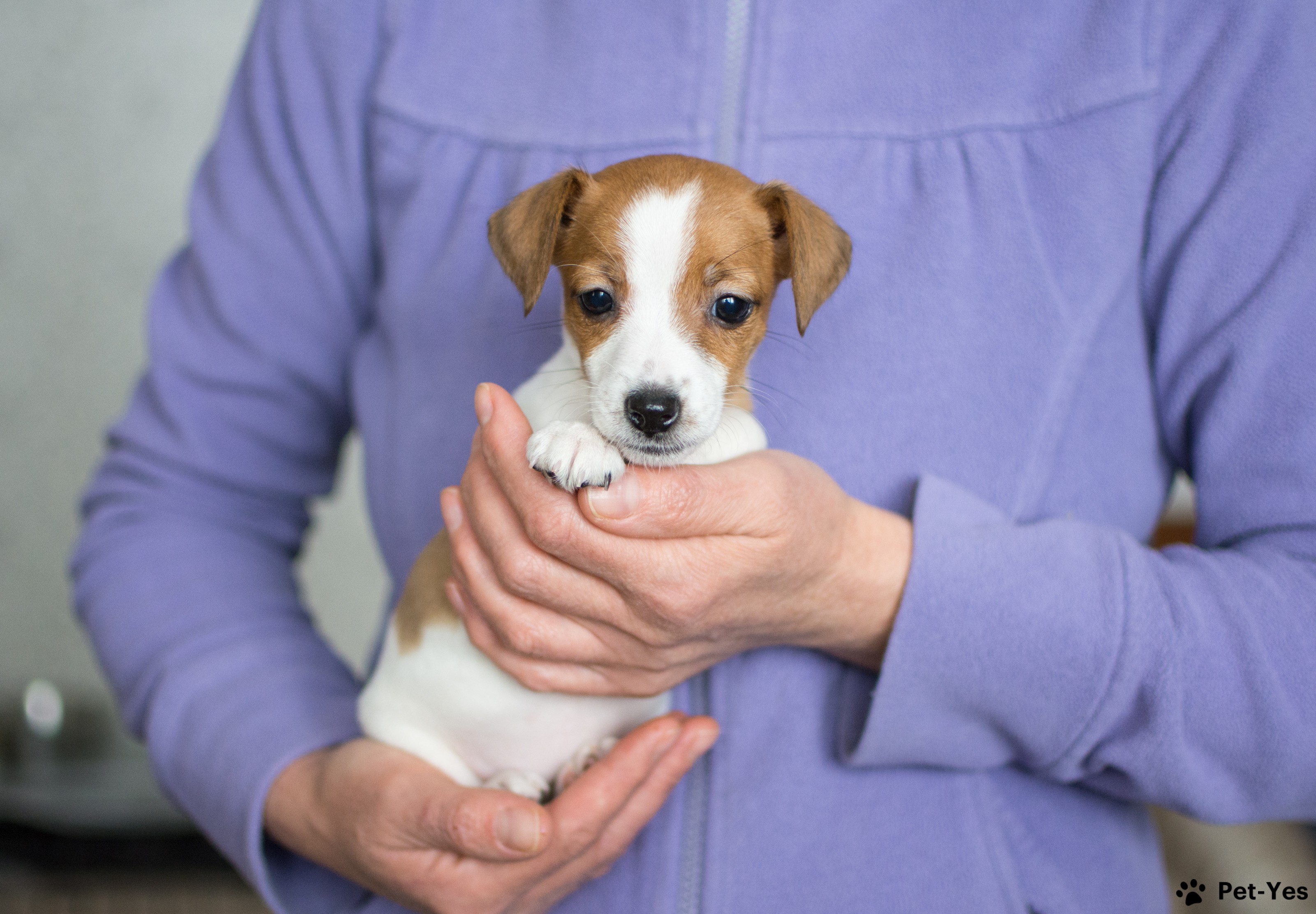 Щенок Джек рассел терьер 5 месяцев, 19 дней купить Рязань | Pet-Yes