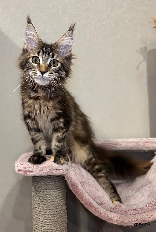 Купить кошку – 1050 объявлений о продаже котят | Цены и каталог | Pet-Yes