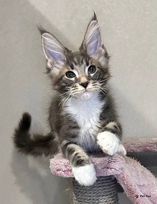 Купить кошку – 1050 объявлений о продаже котят | Цены и каталог | Pet-Yes