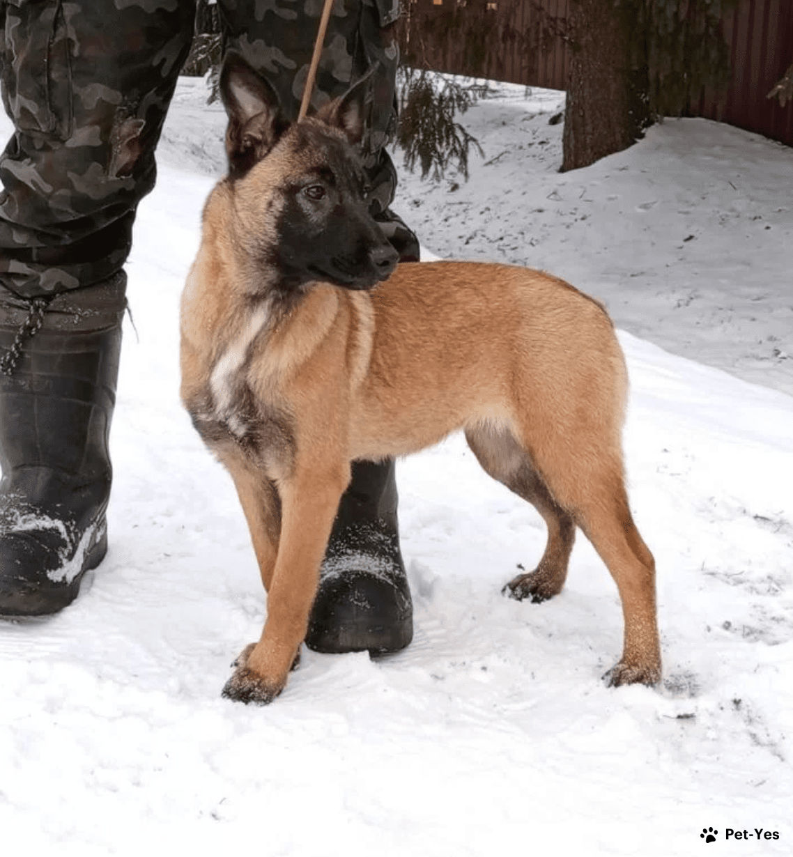 Щенок Бельгийская овчарка малинуа 10 месяцев, 29 дней купить Тверь | Pet-Yes