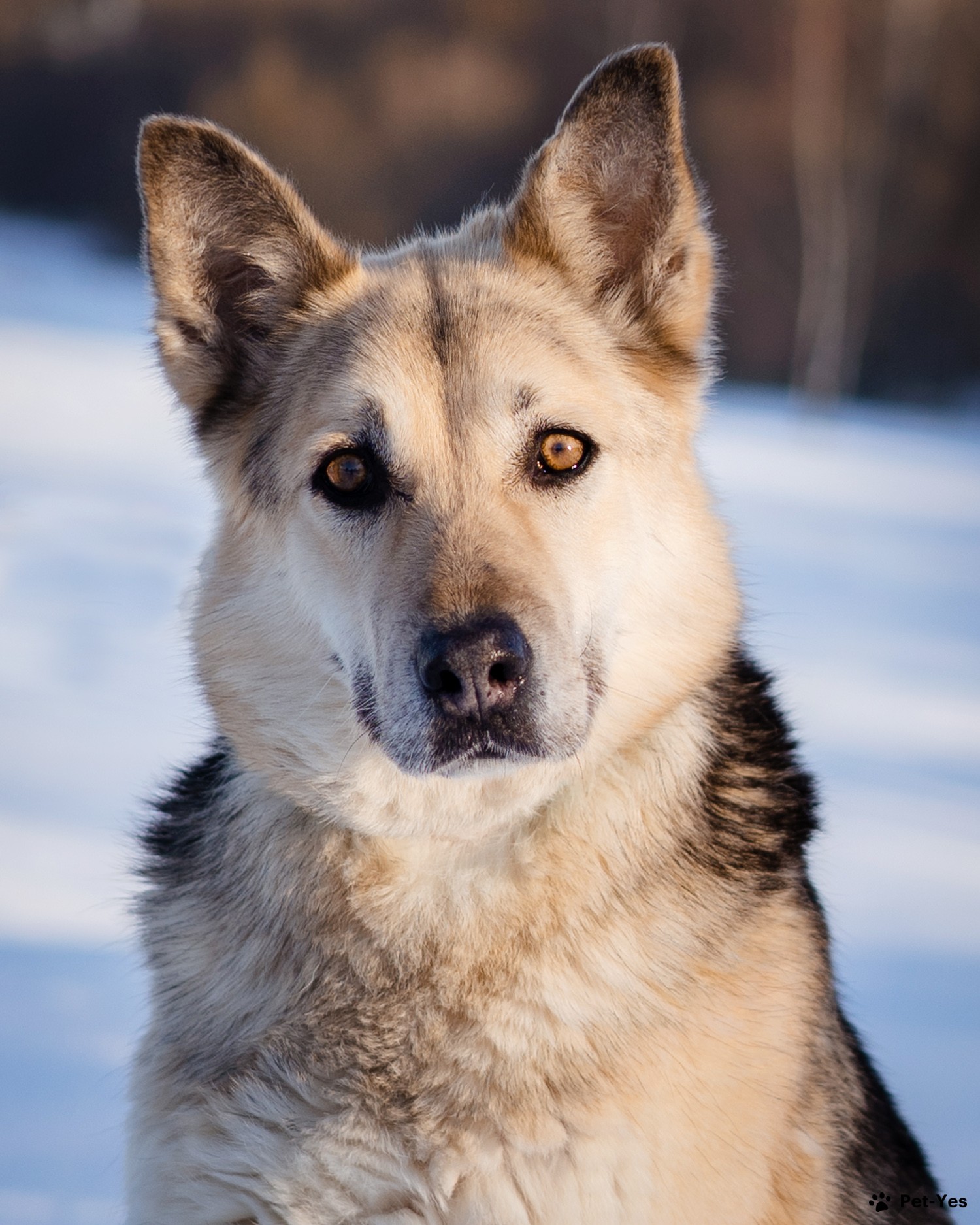 Щенок Восточноевропейская овчарка 7 лет, 1 месяц купить Москва | Pet-Yes