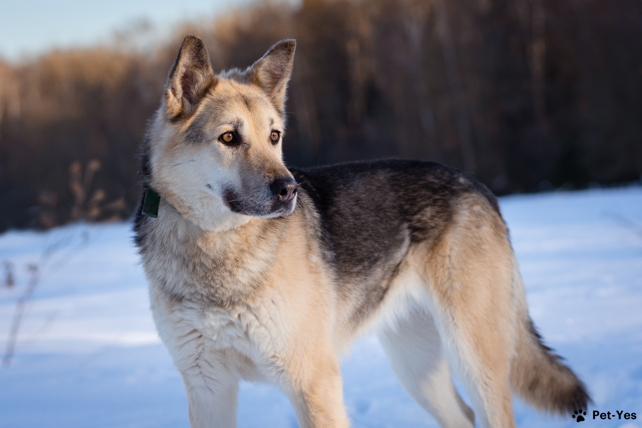 Щенок Восточноевропейская овчарка 7 лет, 1 месяц купить Москва | Pet-Yes