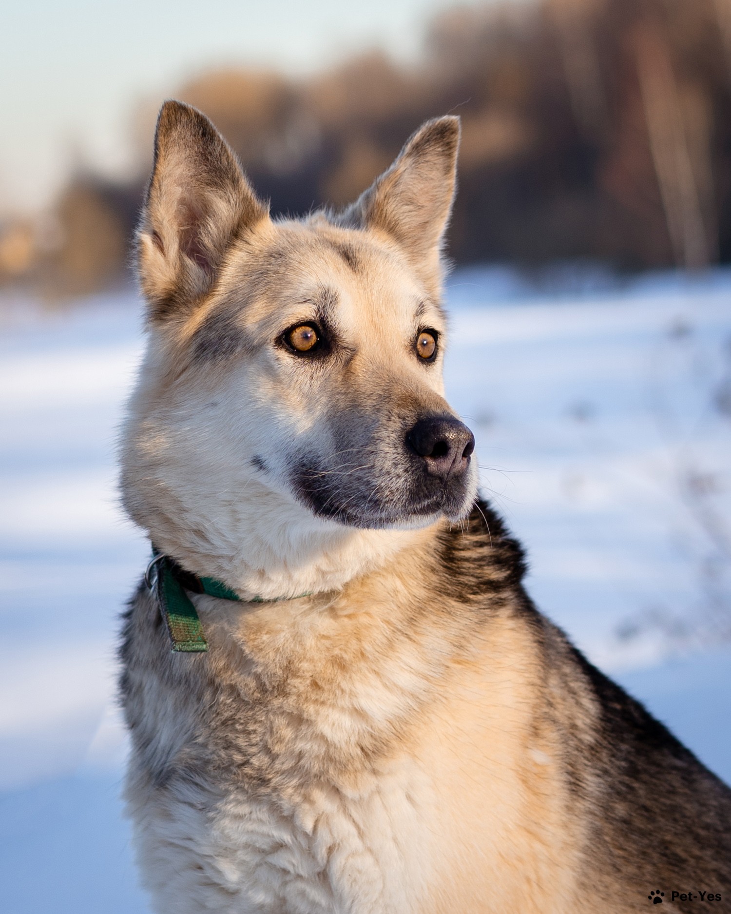 Щенок Восточноевропейская овчарка 7 лет, 1 месяц купить Москва | Pet-Yes