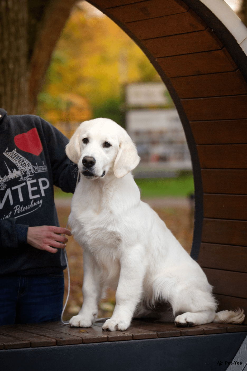 Щенок Золотистый ретривер 8 месяцев, 26 дней купить Москва | Pet-Yes