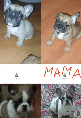 Изображение питомца