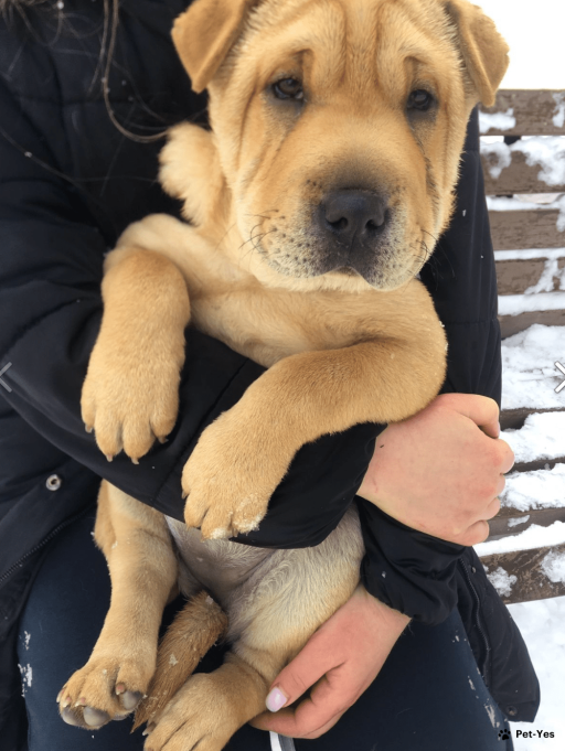 Изображение питомца