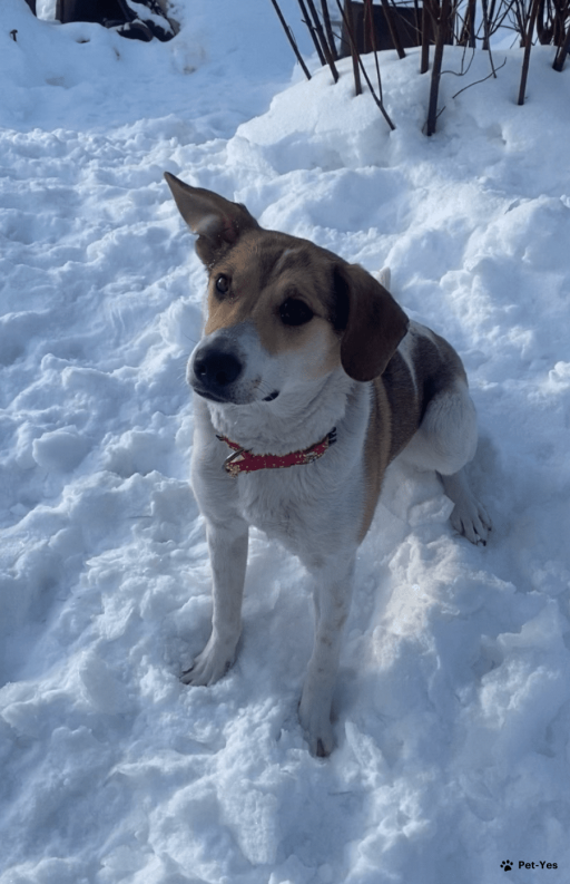 Изображение питомца