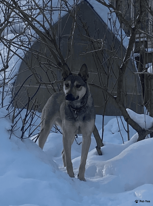 Изображение питомца