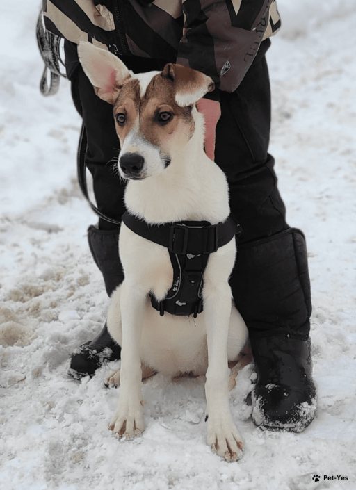 Изображение питомца