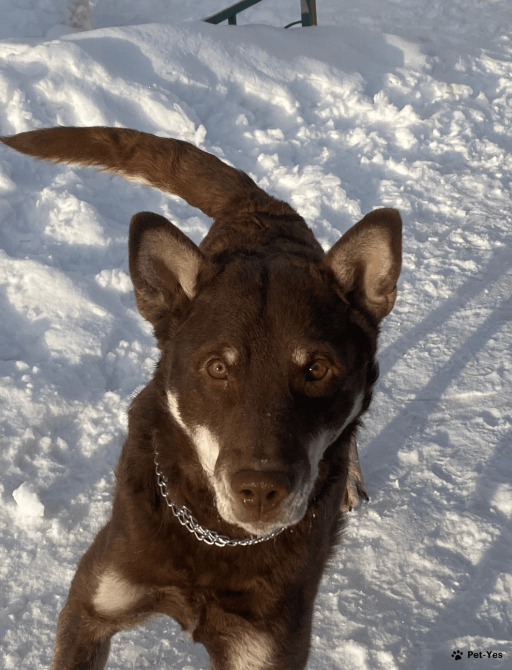 Изображение питомца