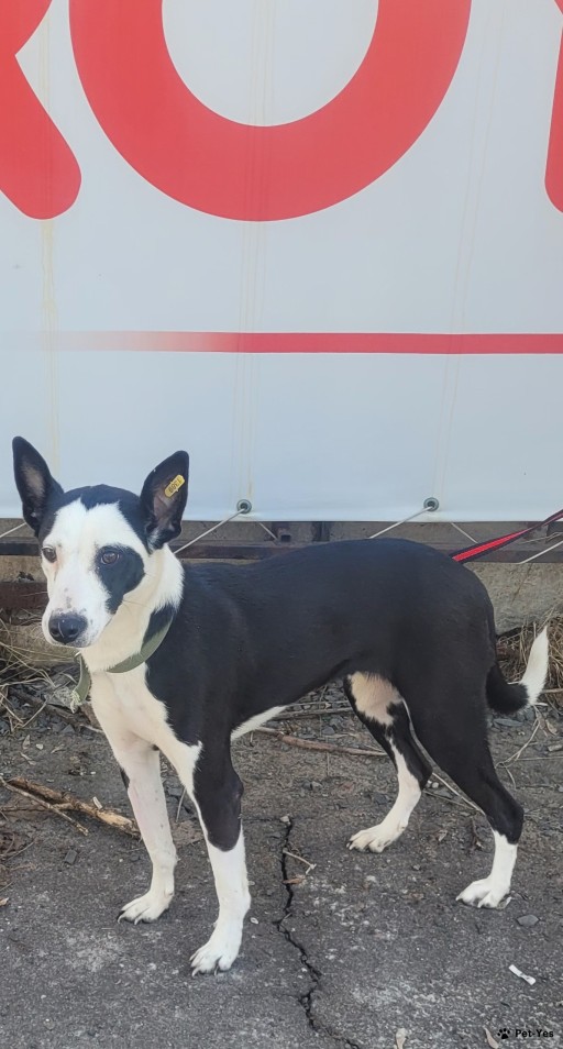 Изображение питомца