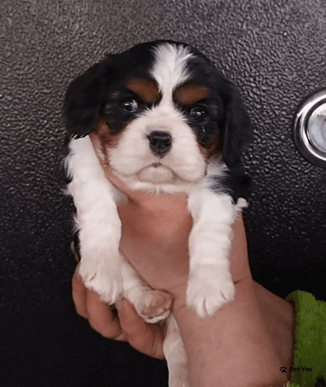 Изображение питомца