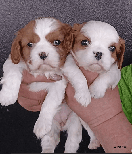 Изображение питомца