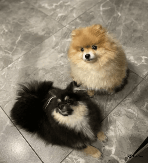 Изображение питомца