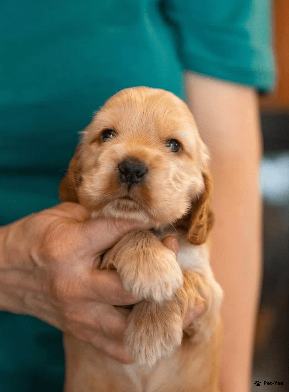 Щенок Английский кокер-спаниель 4 месяца, 15 дней купить Киров | Pet-Yes