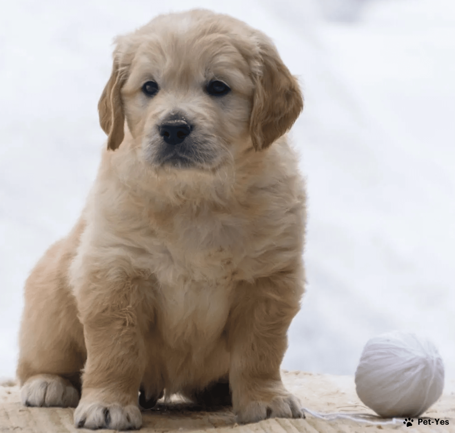 Щенок Золотистый ретривер 5 месяцев, 24 дня купить Санкт-Петербург | Pet-Yes