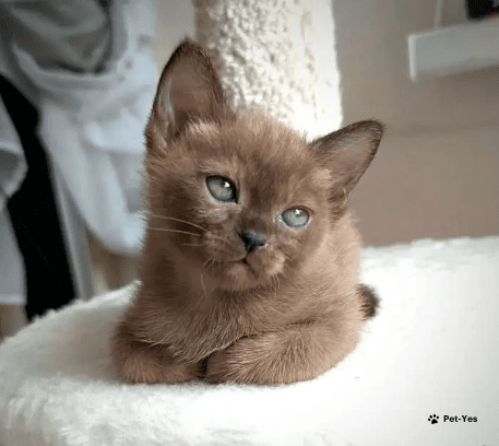 Изображение питомца