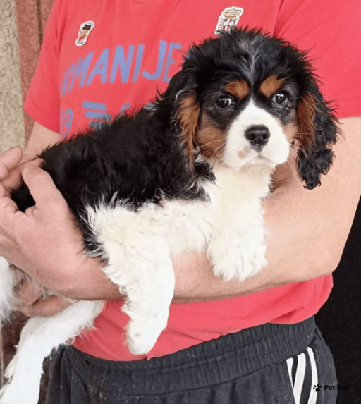 Изображение питомца