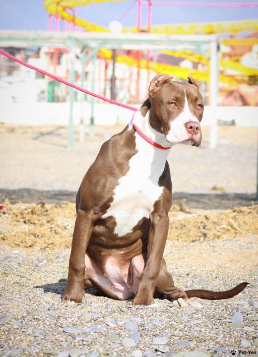 Изображение питомца