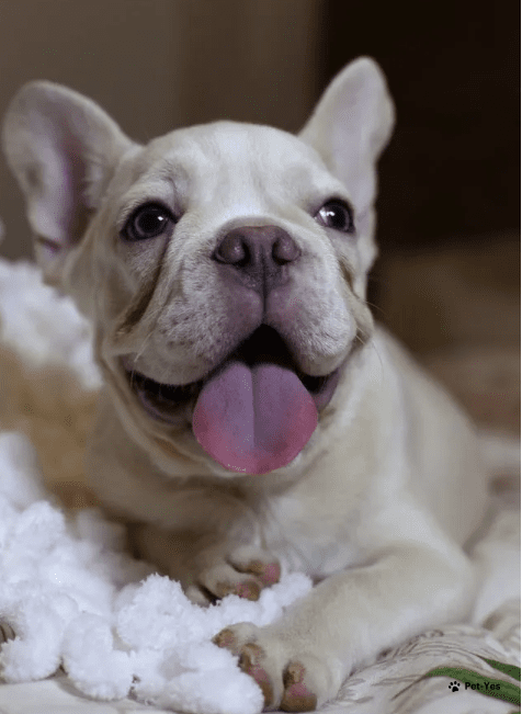 Изображение питомца