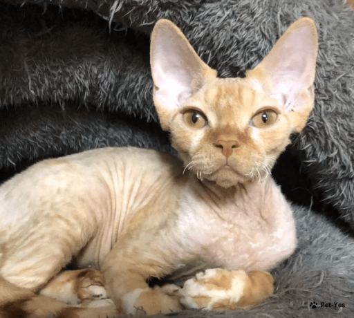 Изображение питомца