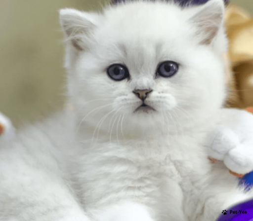 Изображение питомца