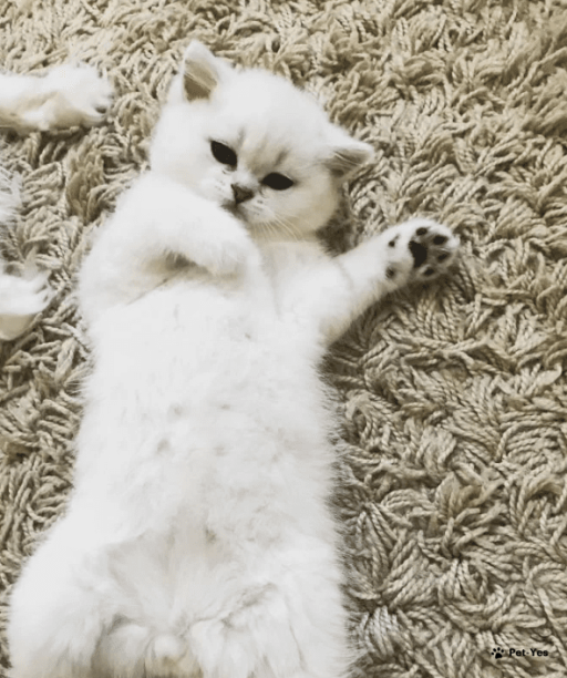 Изображение питомца