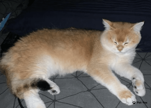 Изображение питомца