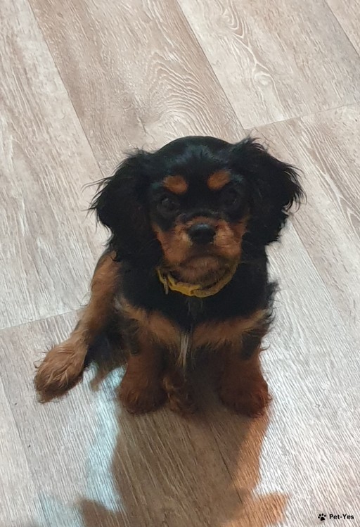 Изображение питомца